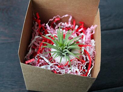 盒子里的植物 -
