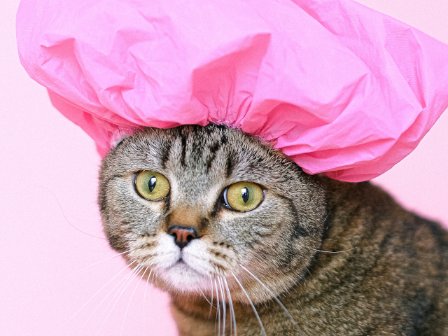 空白的猫戴着粉红色的淋浴帽